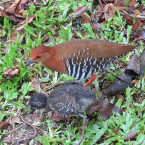 Red-legged Crake