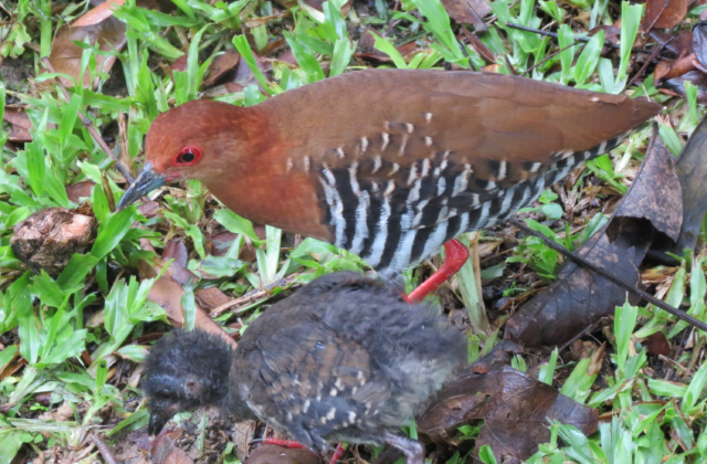 Red-legged Crake