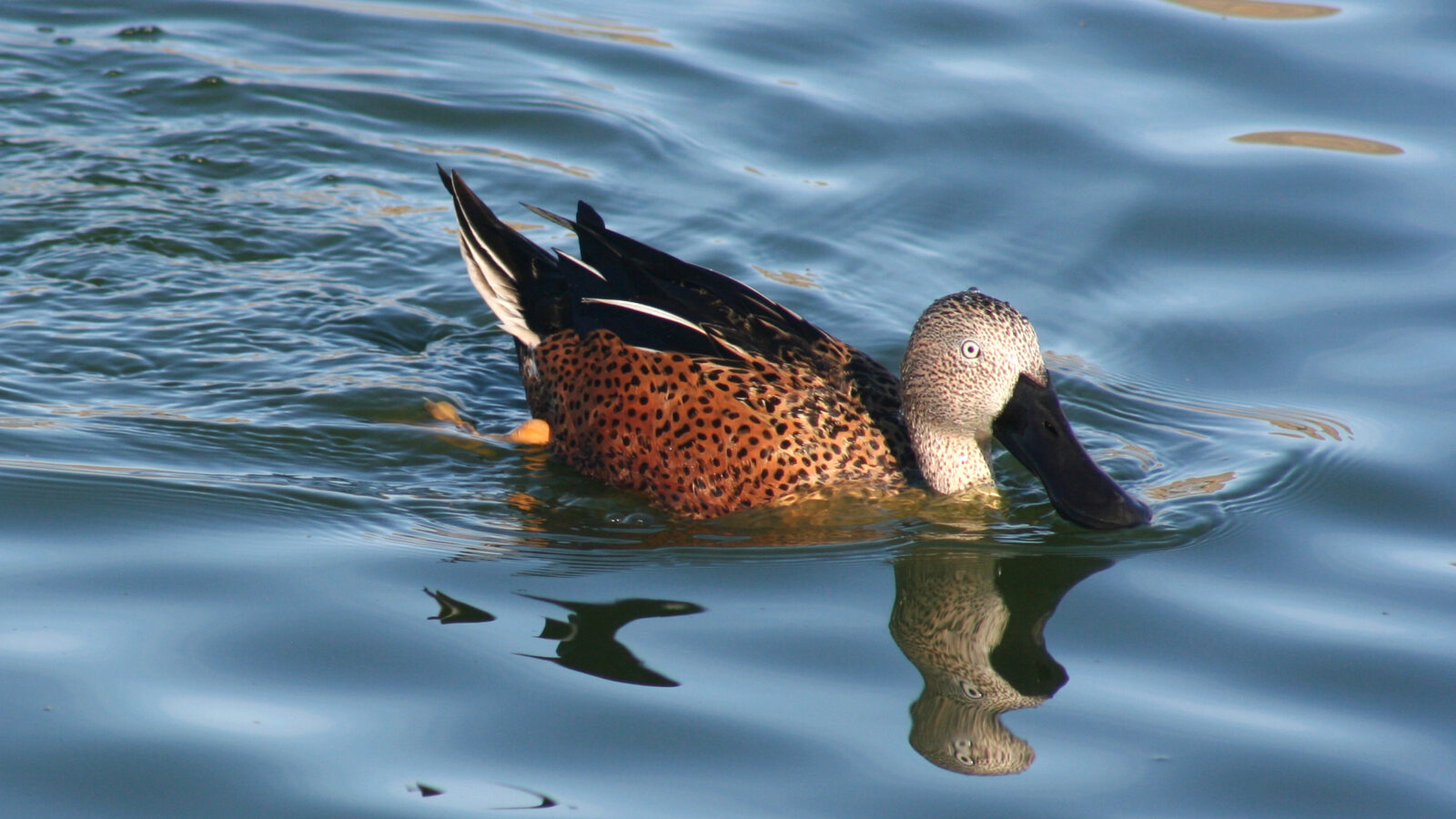 Red Shoveler