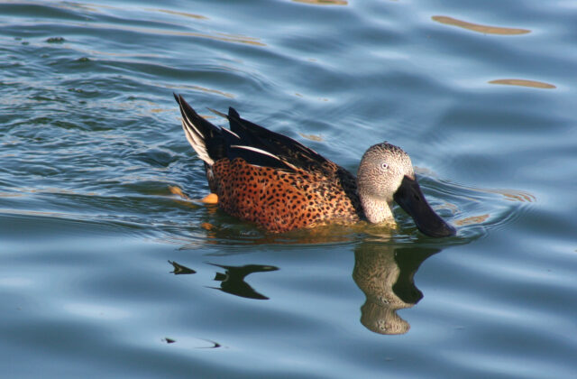 Red Shoveler