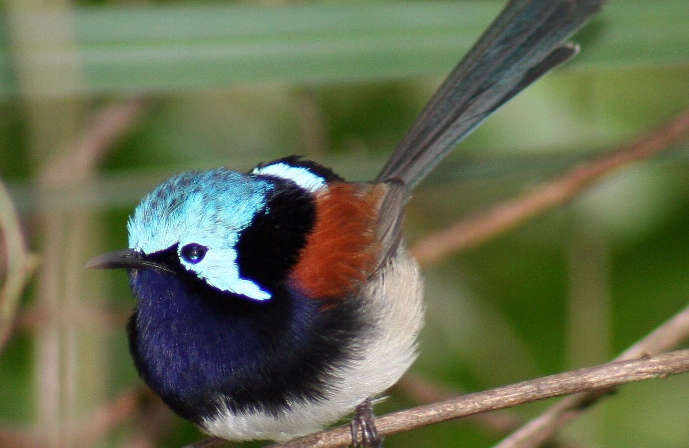Red-winged Fairywren