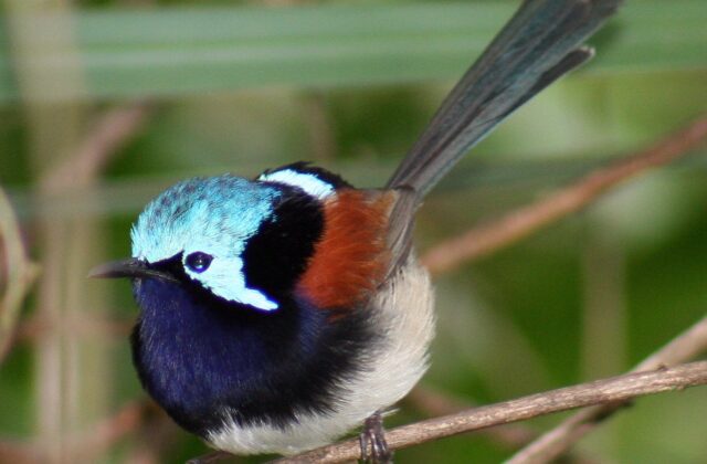 Red-winged Fairywren