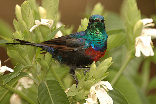 Red-chested Sunbird