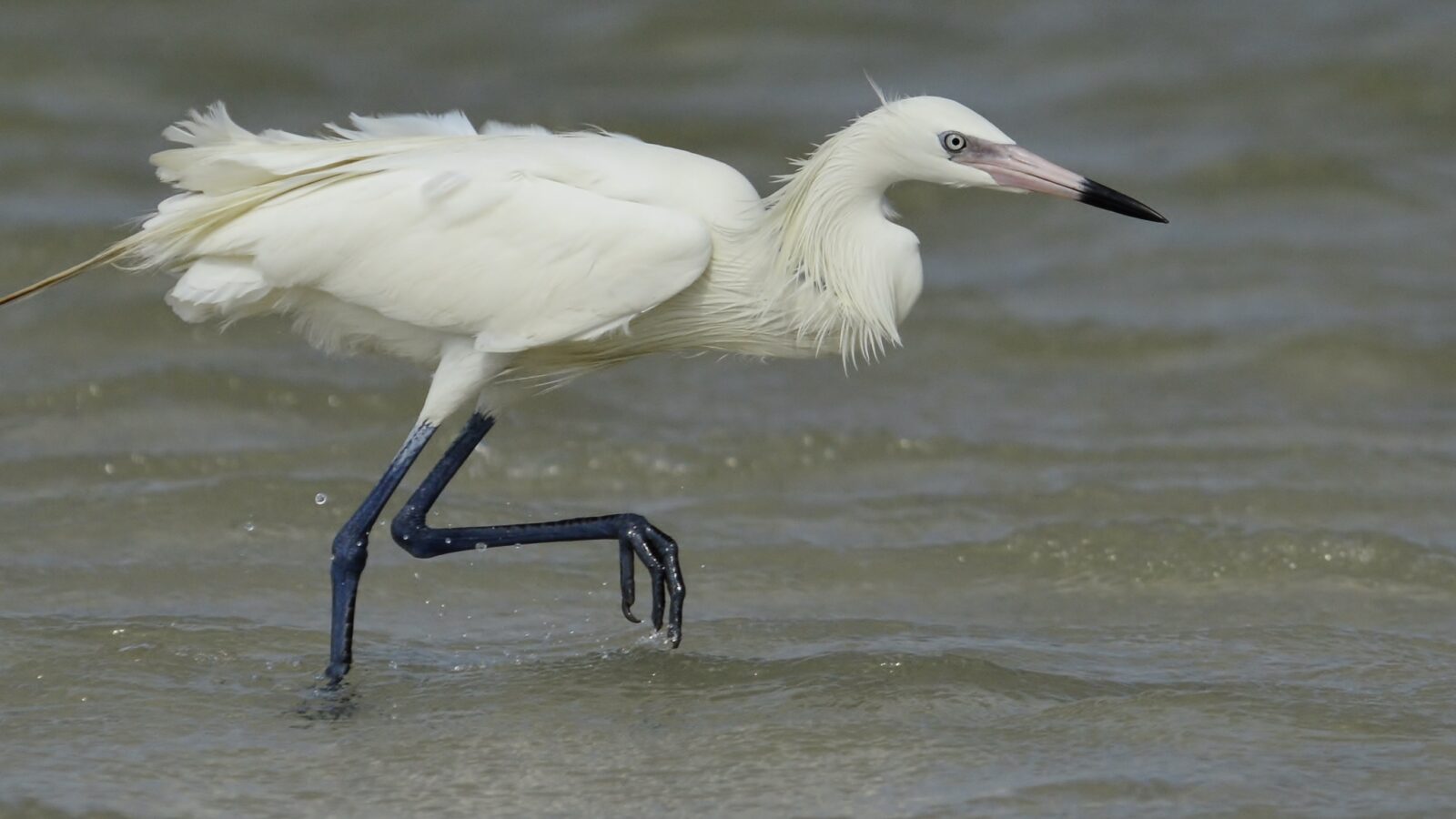 Reddish Egret