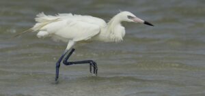 Reddish Egret