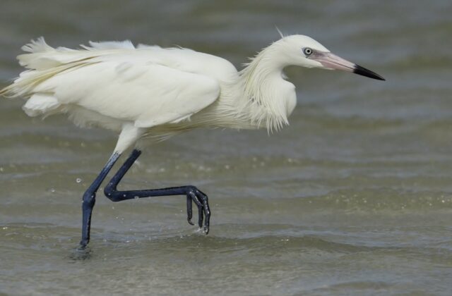 Reddish Egret