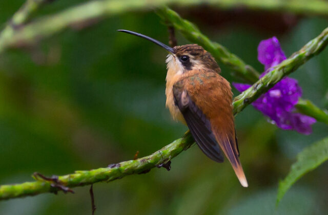 Reddish Hermit