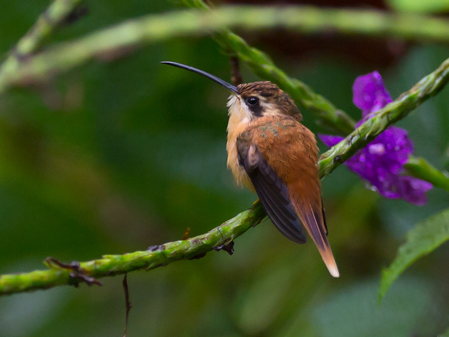 Reddish Hermit