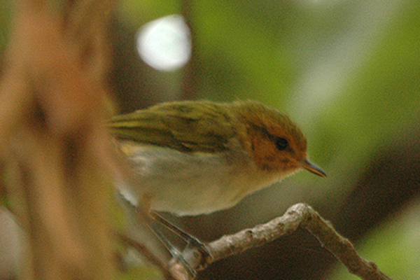 Red-faced Woodland Warbler