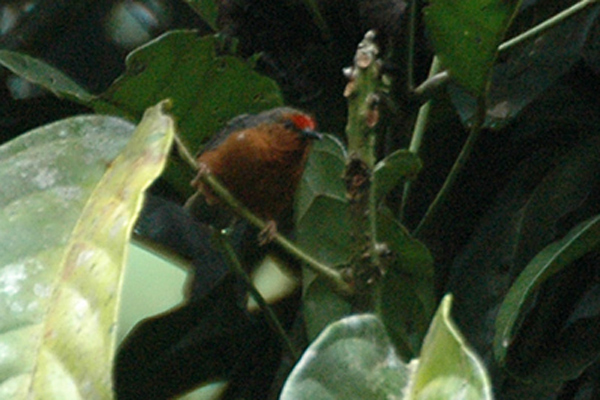 Jameson’s Antpecker
