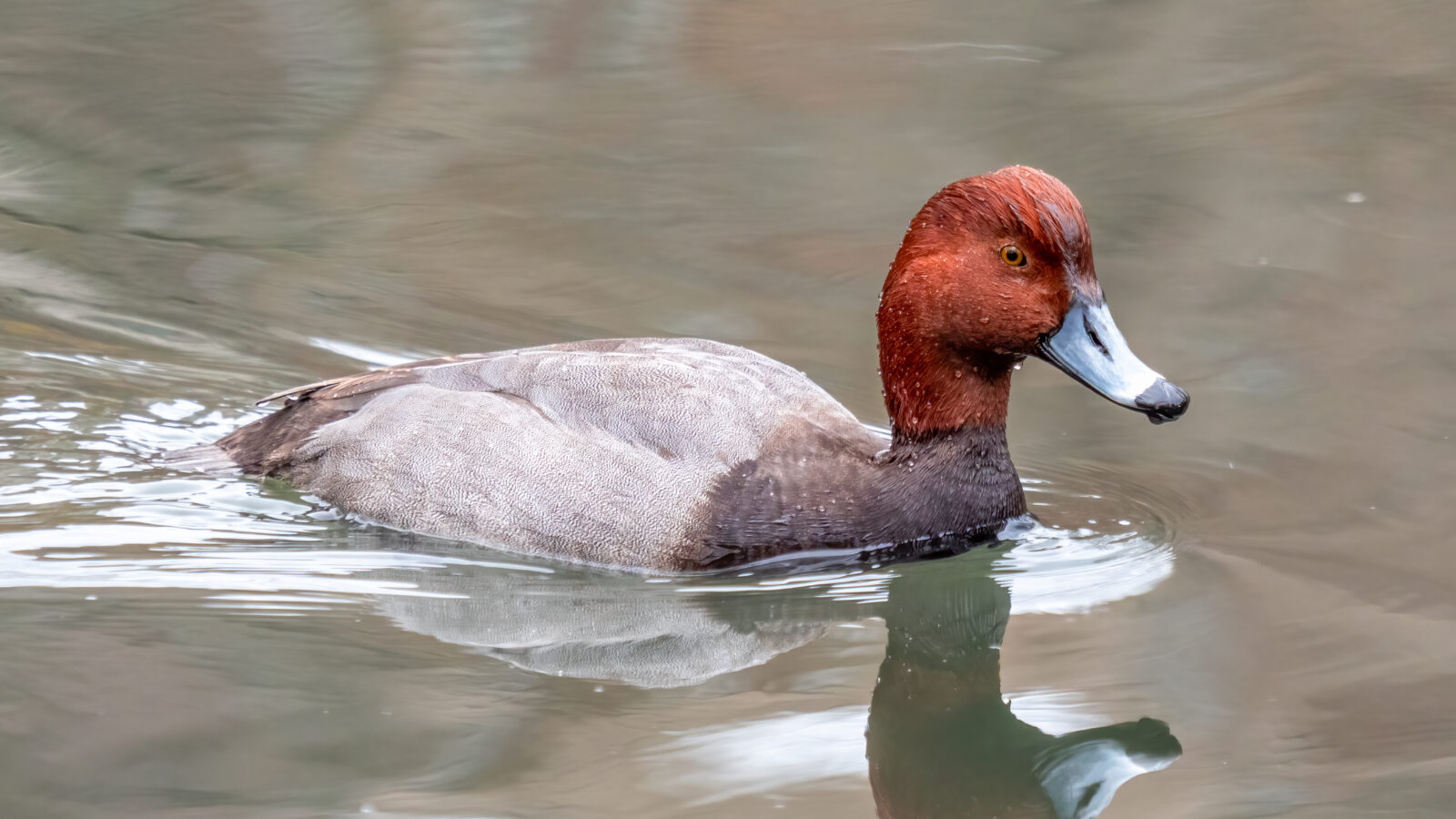 Redhead
