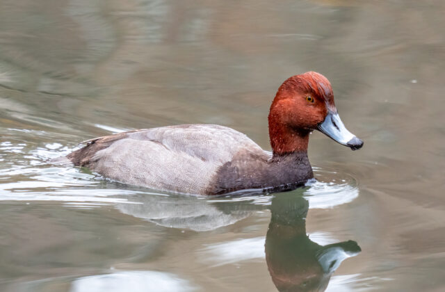 Redhead