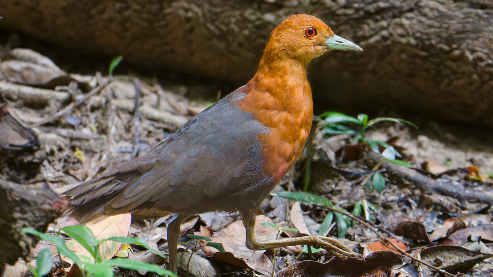 Red-necked Crake