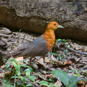 Red-necked Crake