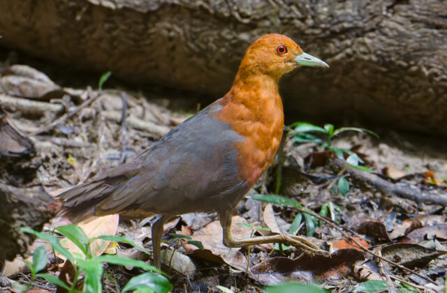Red-necked Crake