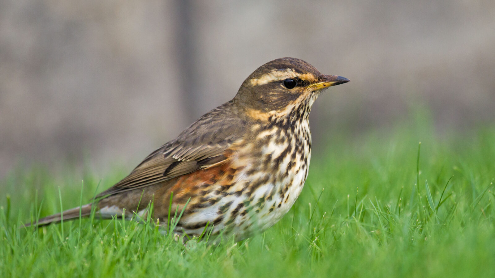 Redwing