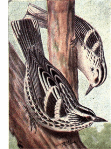 Black-and-white Warbler