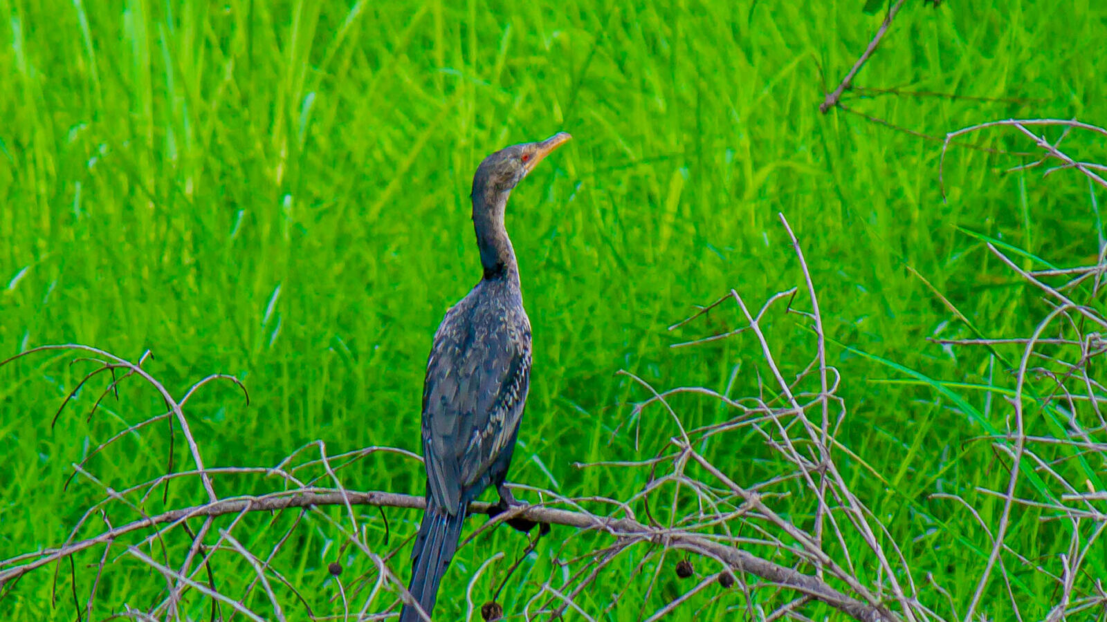 Reed Cormorant