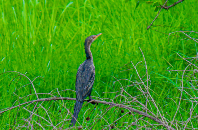 Reed Cormorant