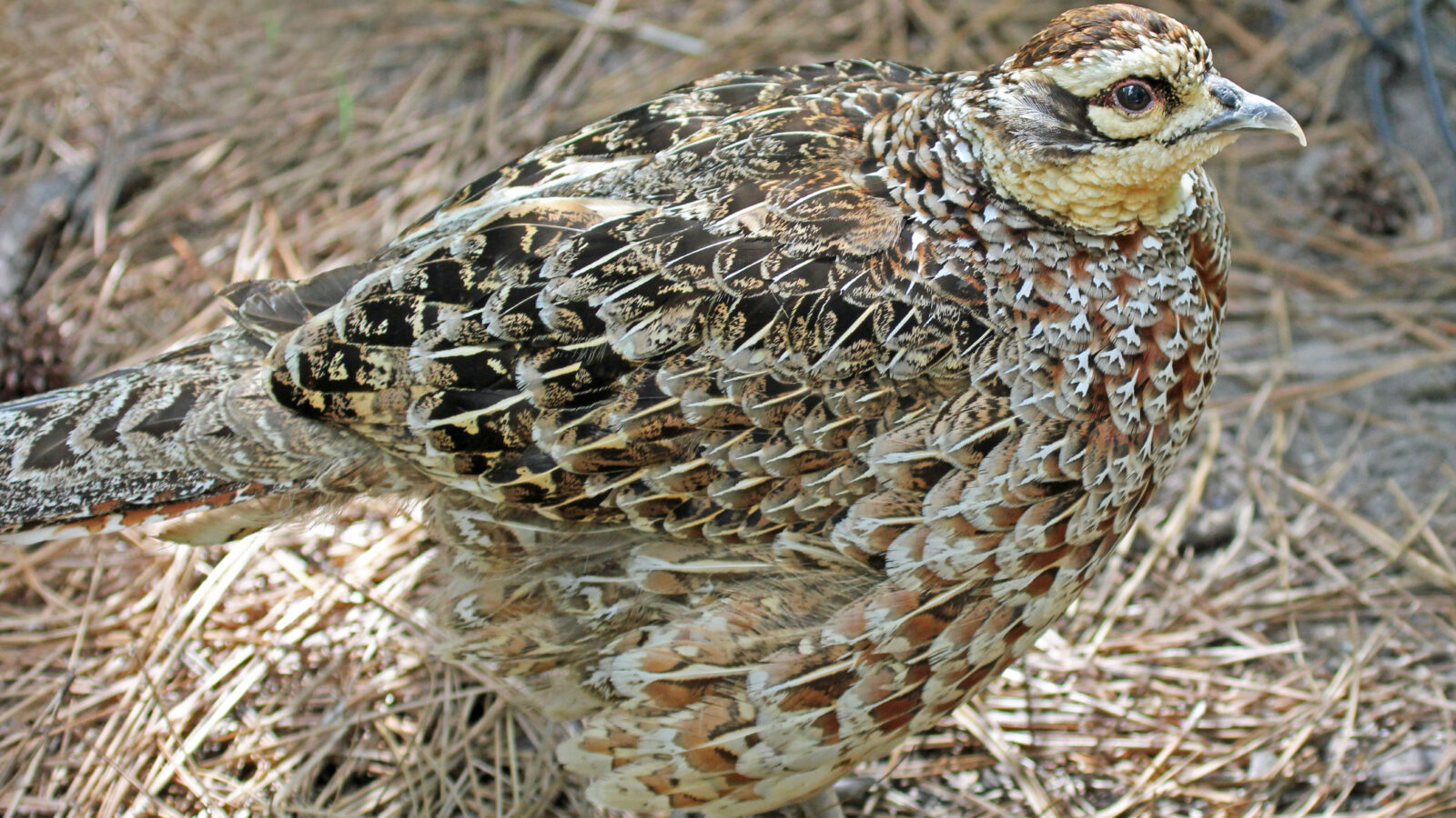 Reeves’s Pheasant