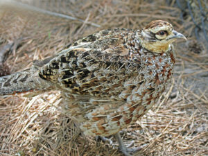 Reeves’s Pheasant