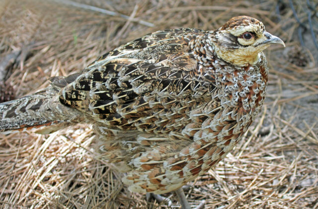 Reeves’s Pheasant