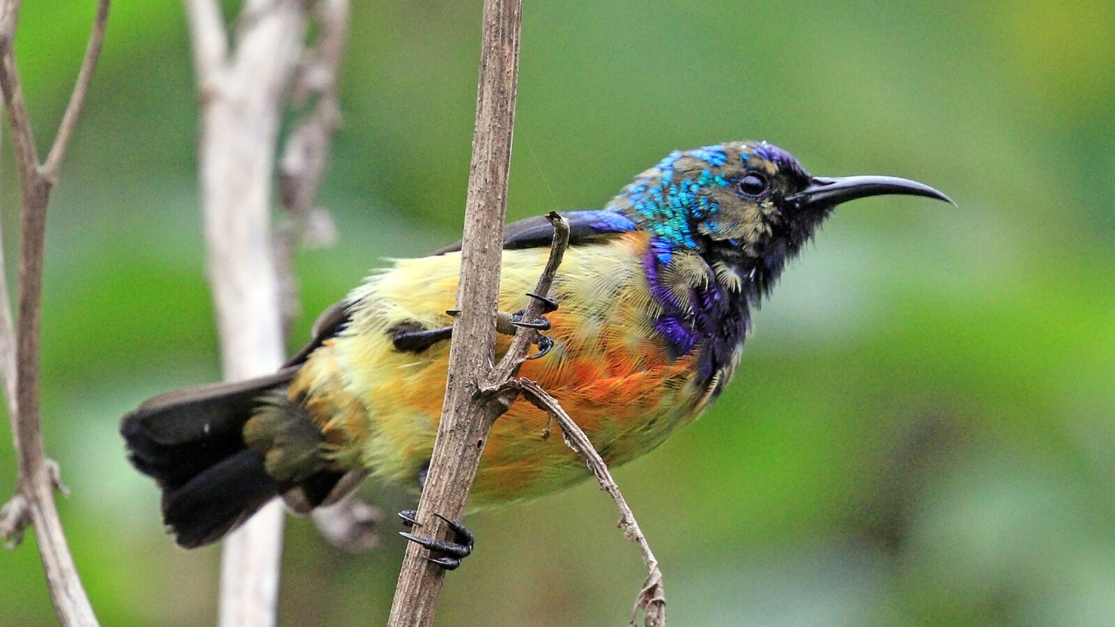 Regal Sunbird