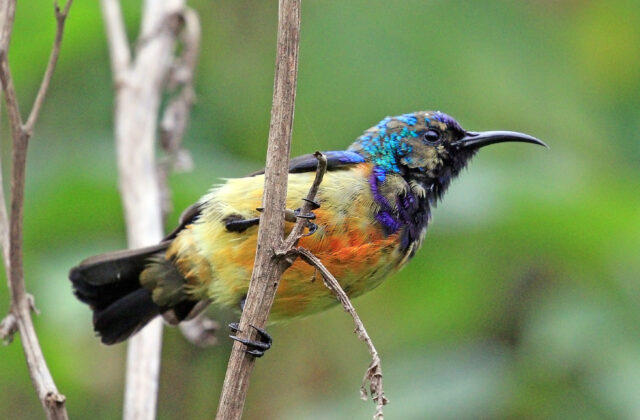 Regal Sunbird