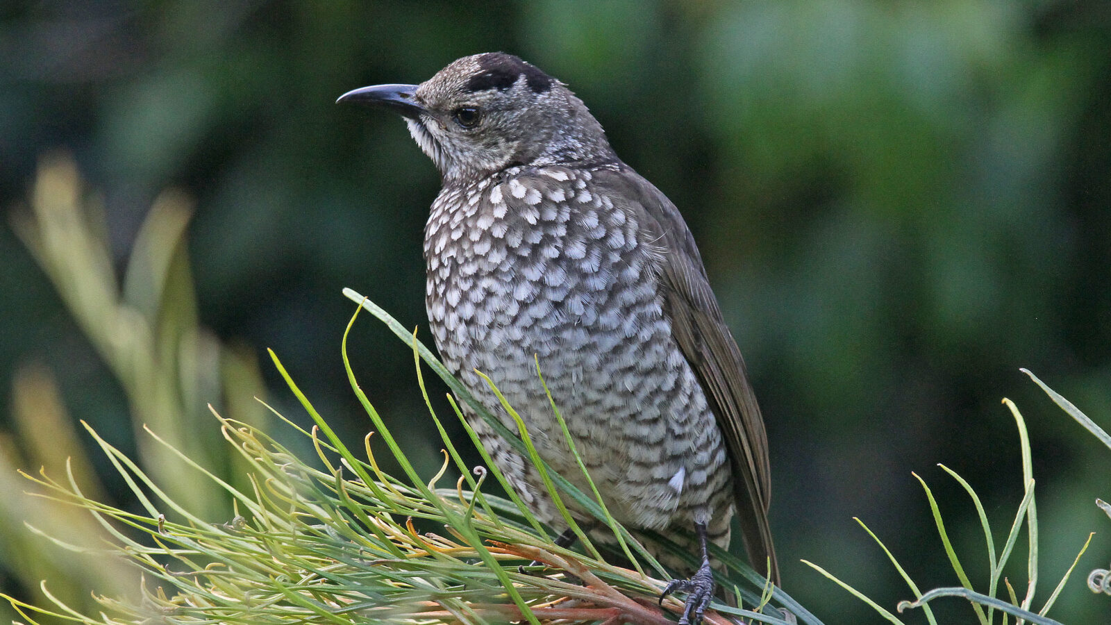 Regent Bowerbird