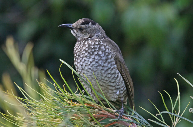 Regent Bowerbird