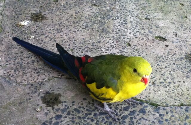 Regent Parrot