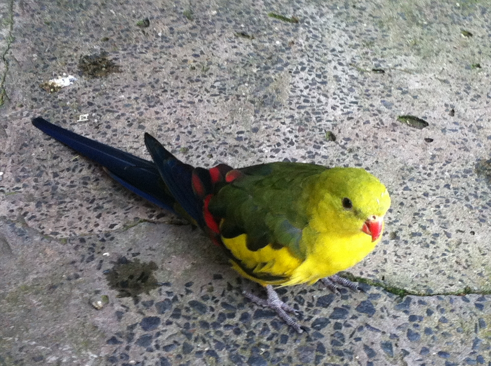 Regent Parrot