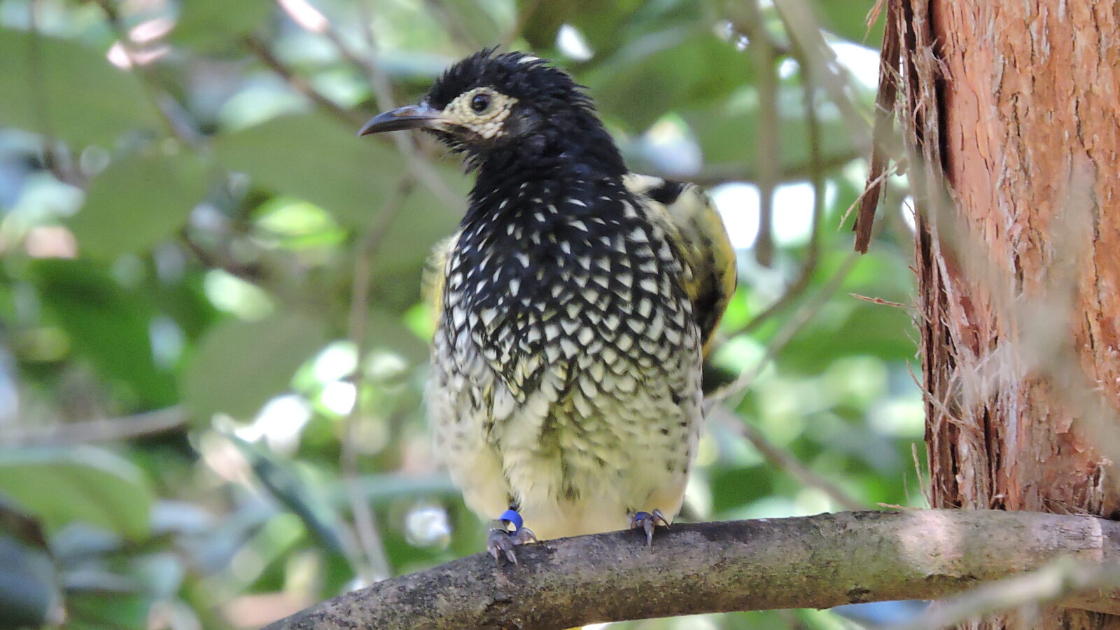 Regent Honeyeater