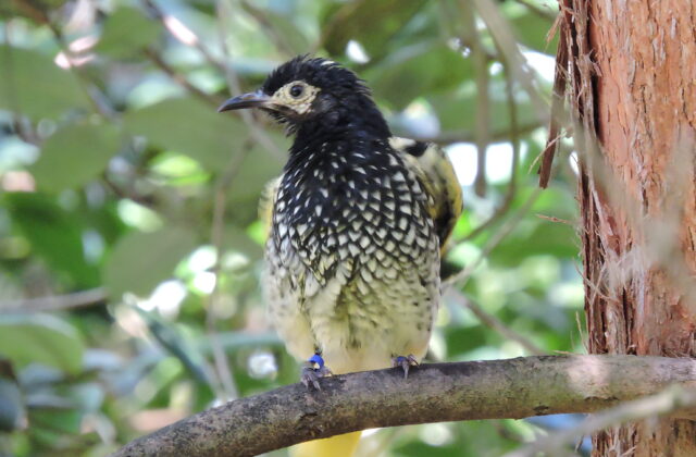 Regent Honeyeater