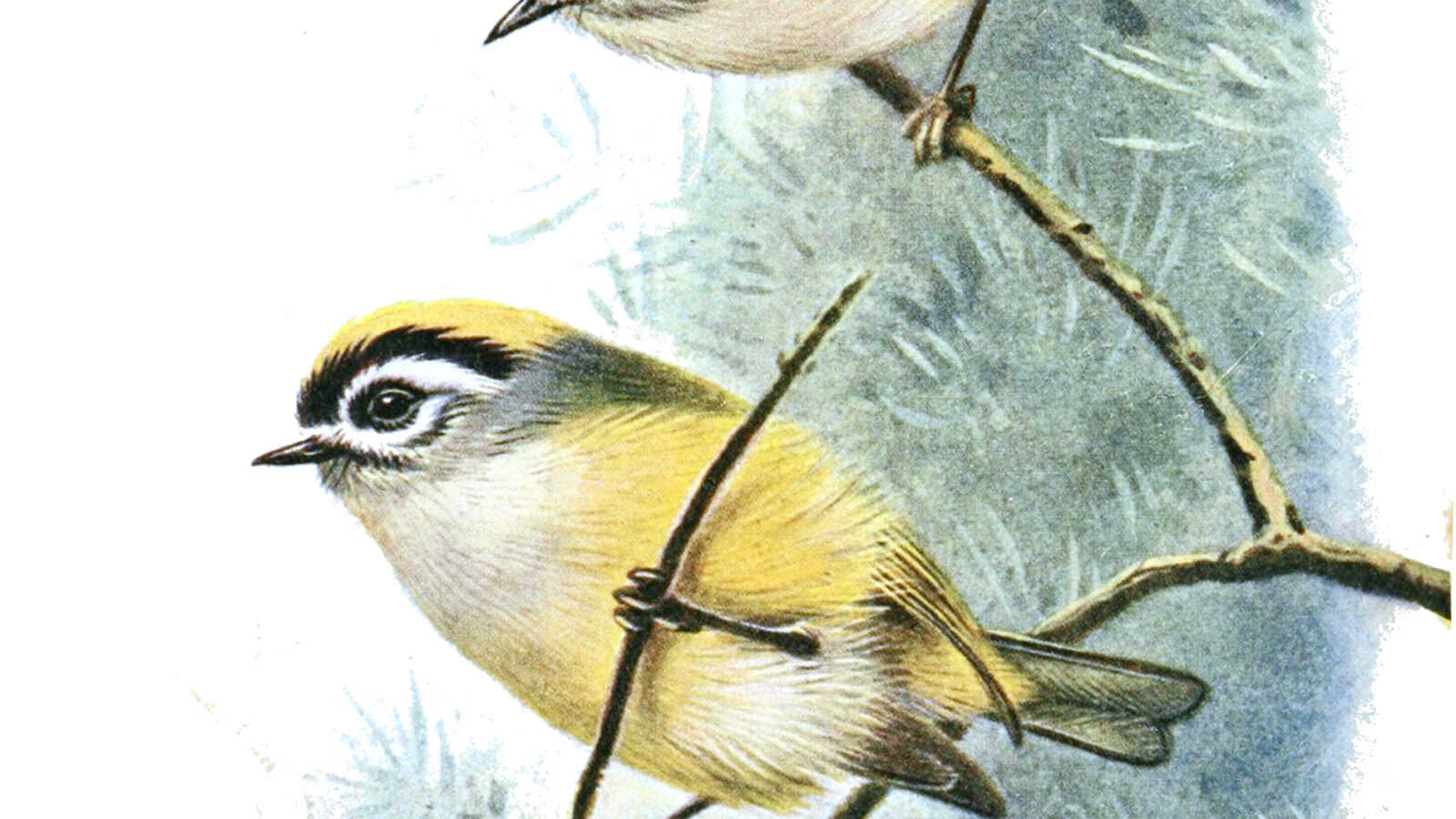 Flamecrest