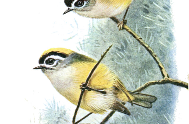 Flamecrest