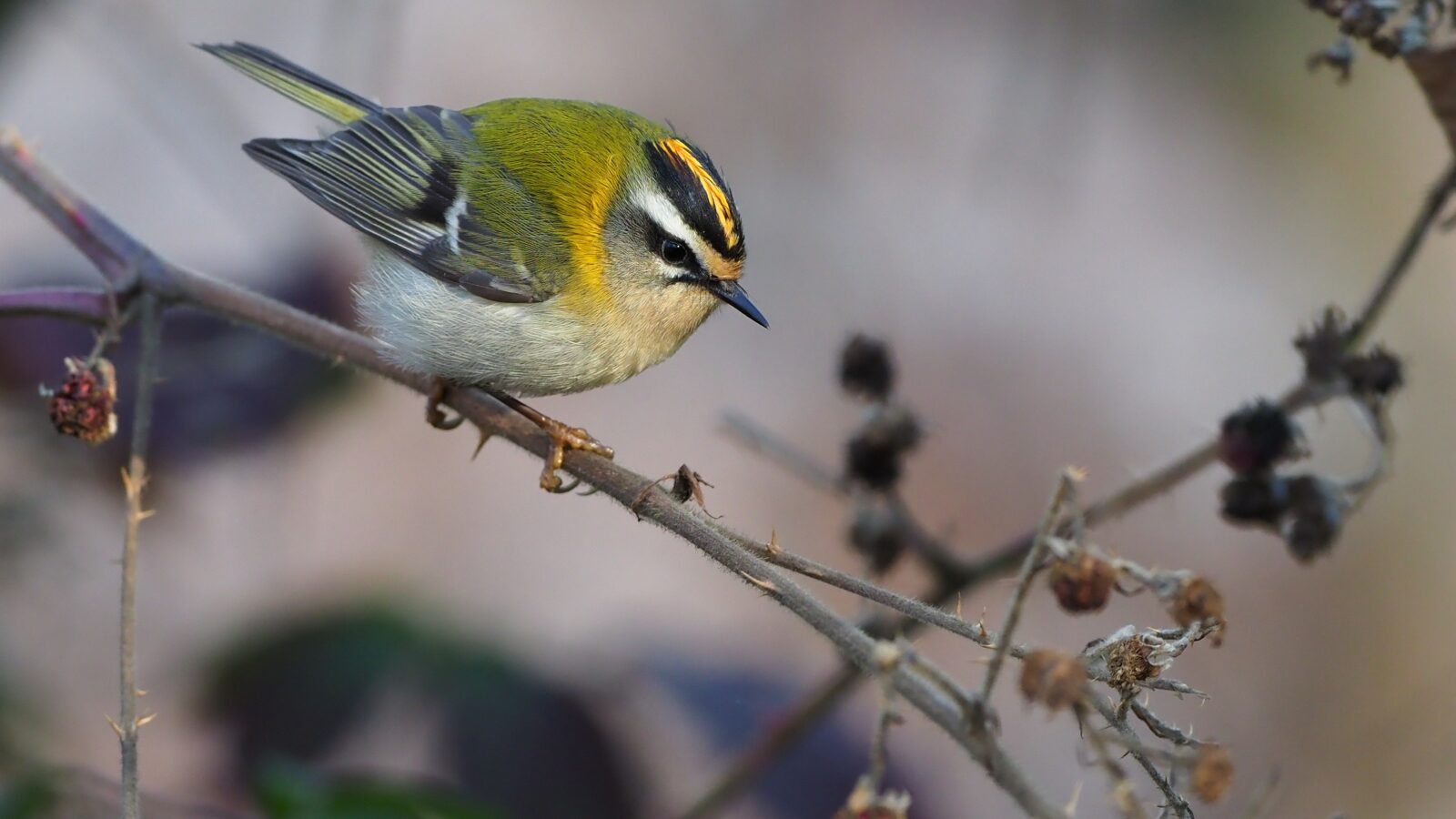 Common Firecrest