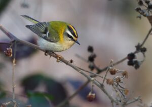 Common Firecrest