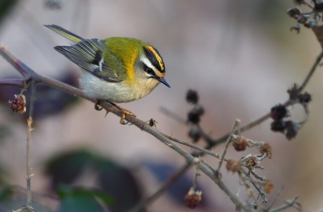 Common Firecrest