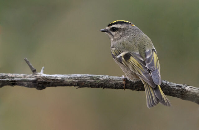 Golden-crowned Kinglet