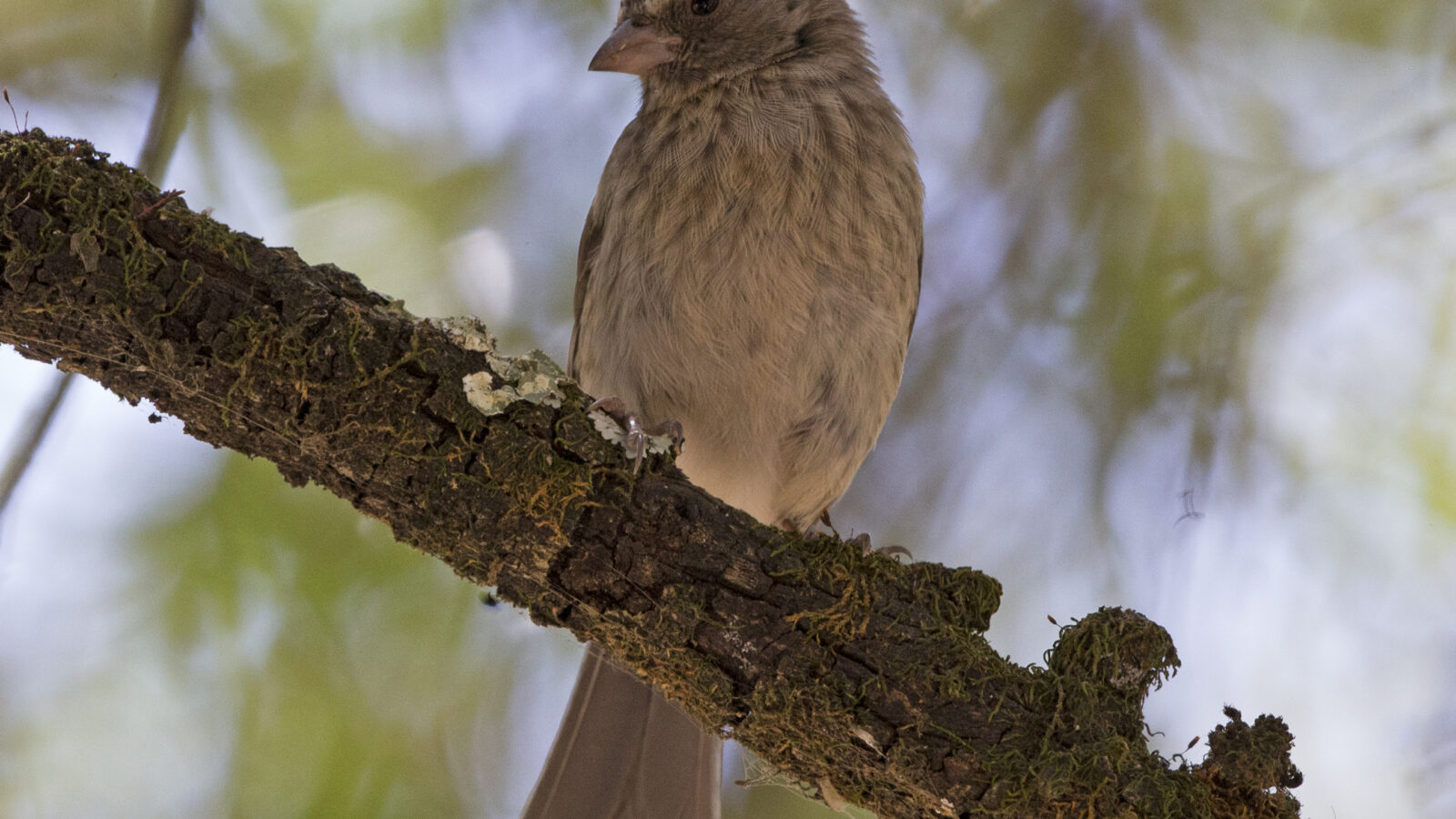 Stripe-breasted Seedeater
