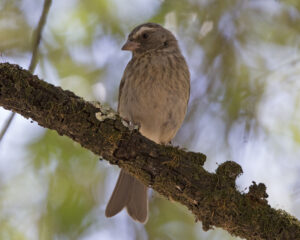 Stripe-breasted Seedeater