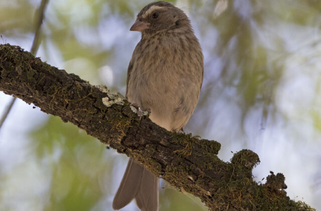 Stripe-breasted Seedeater