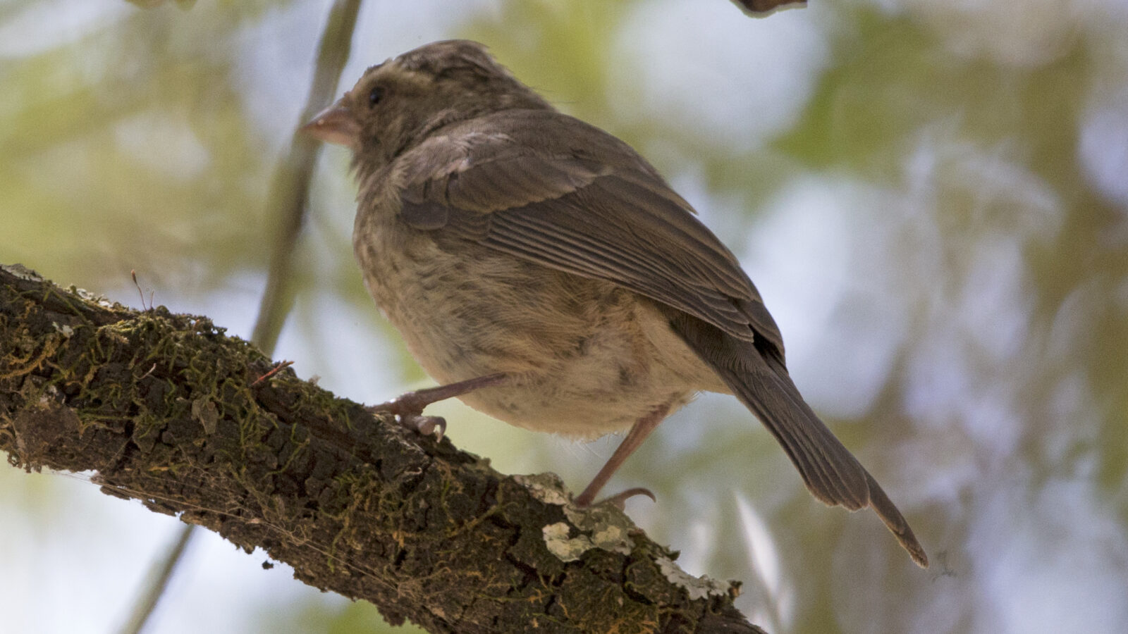 Reichard’s Seedeater