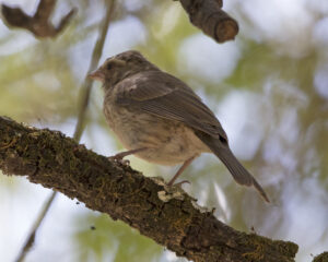Reichard’s Seedeater
