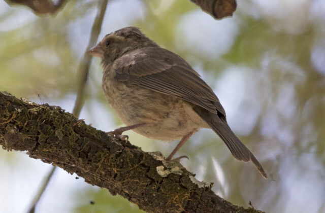 Reichard’s Seedeater