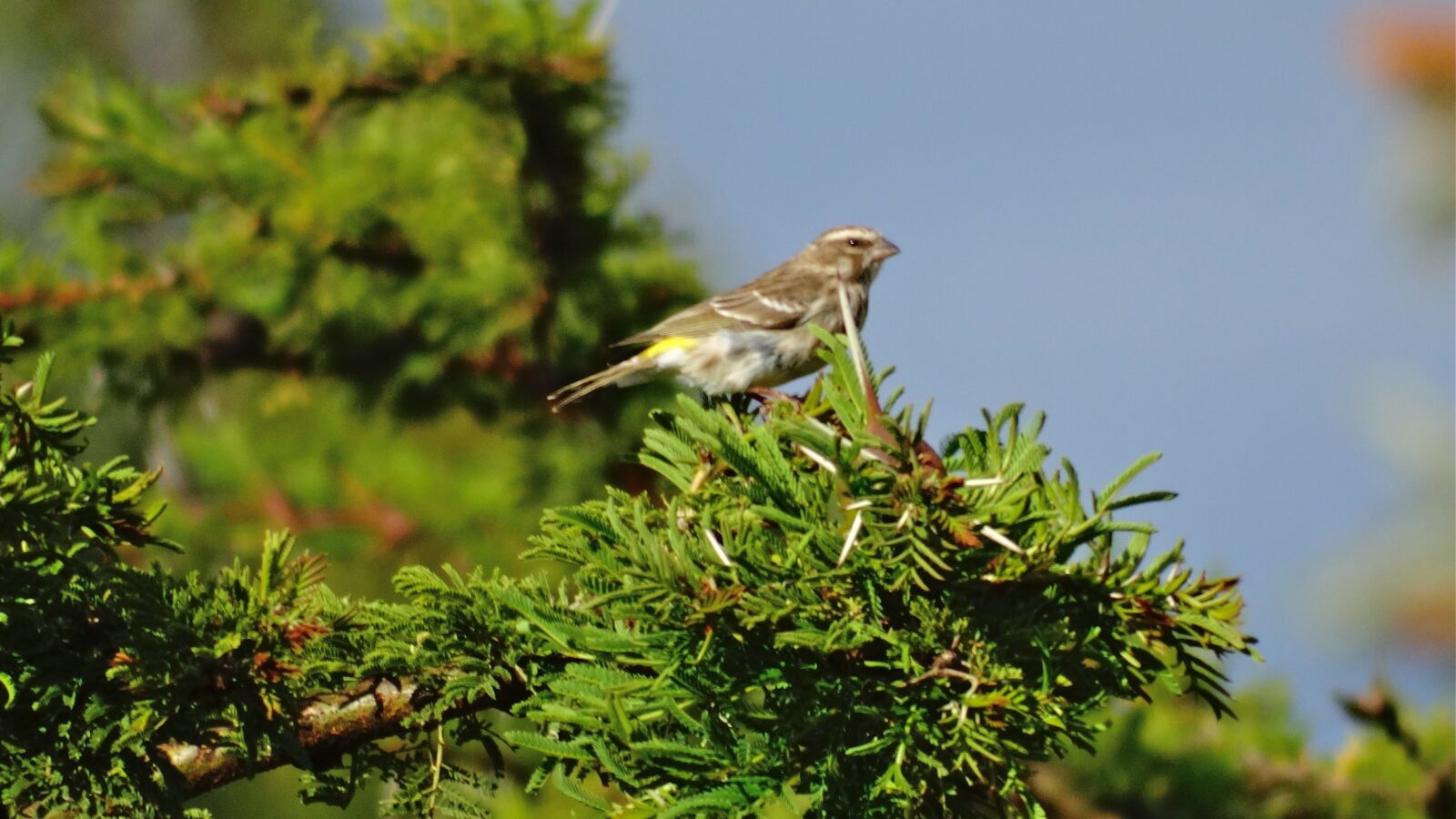 Reichenow’s Seedeater