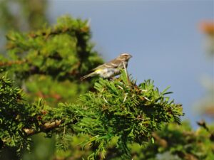 Reichenow’s Seedeater