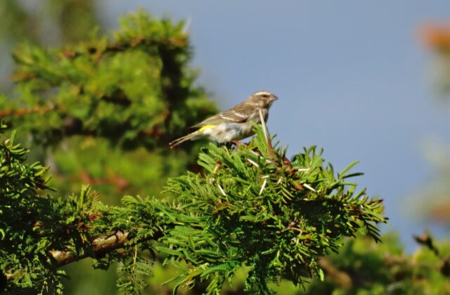 Reichenow’s Seedeater