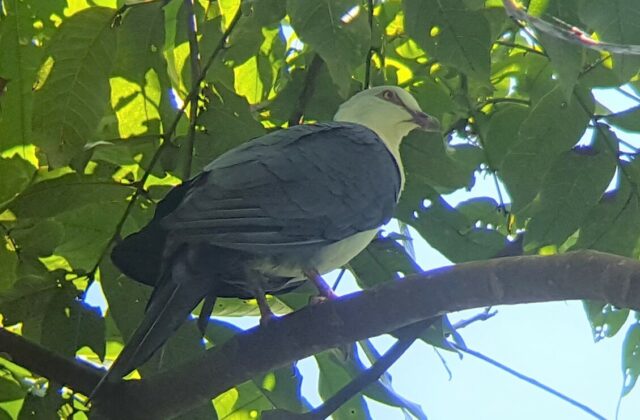 Pied Cuckoo-Dove